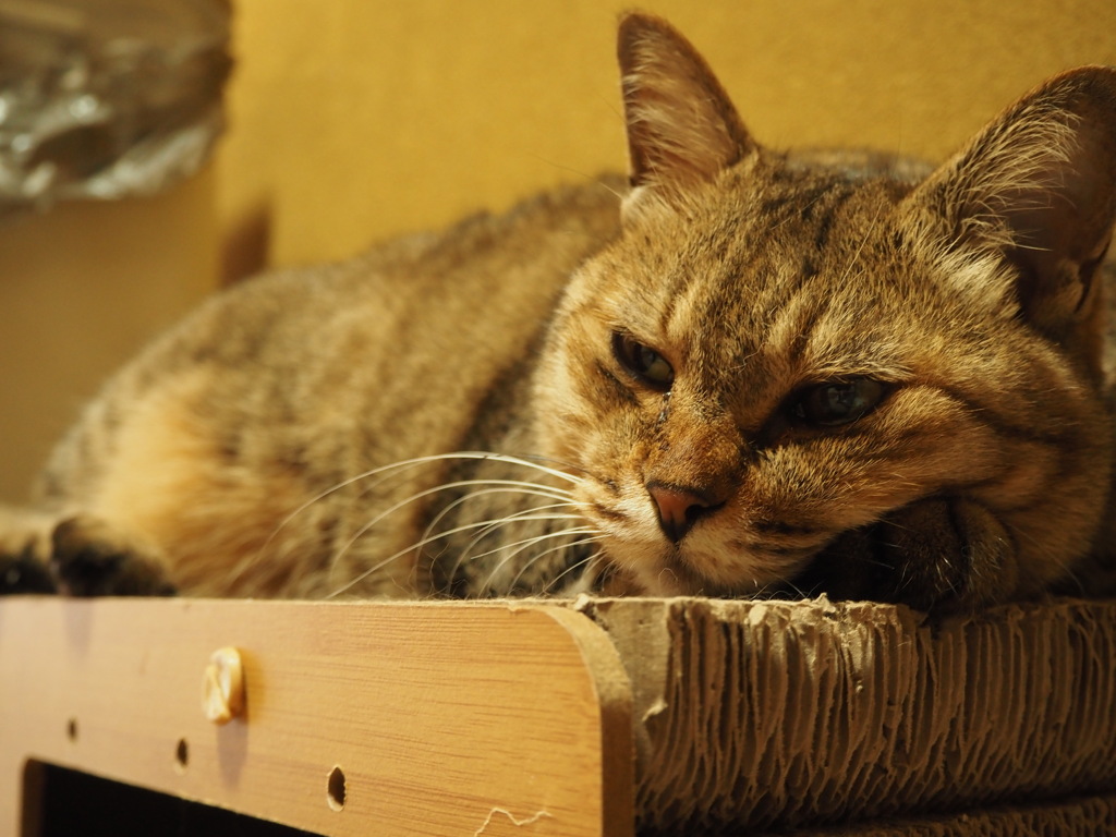 猫