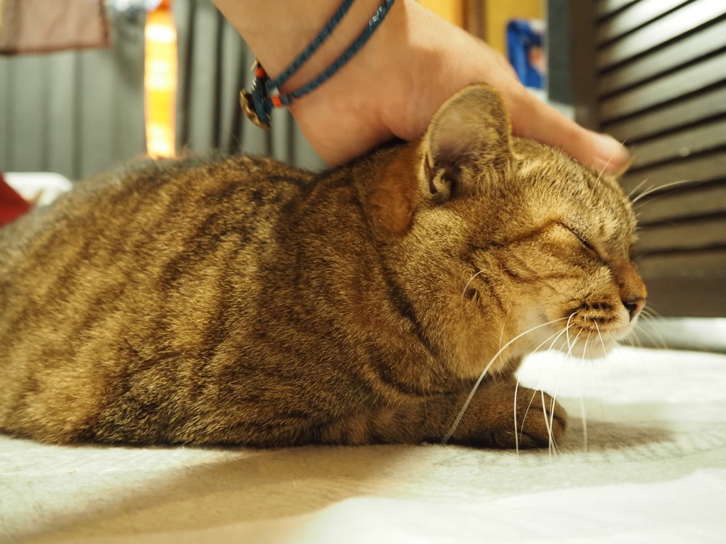 猫撫で