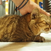 猫撫で