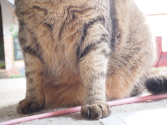 もふもふ