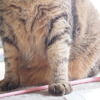もふもふ