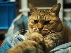 猫