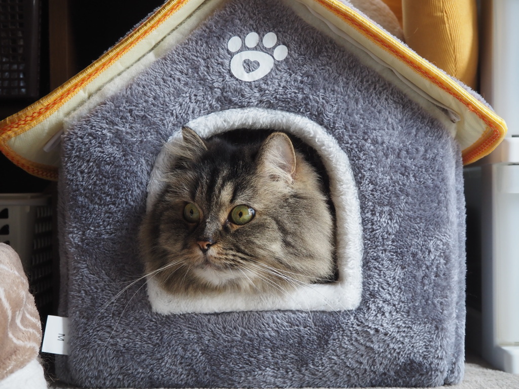 猫ハウス