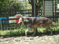 オオカミ