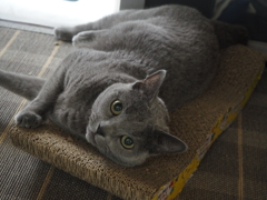 猫