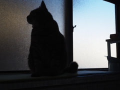 シルエット猫