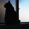 シルエット猫