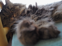 ねこ