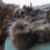ねこ