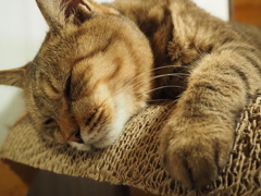 眠る猫