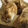 眠る猫