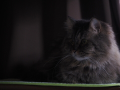 薄暗い猫