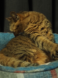 ねじれ猫