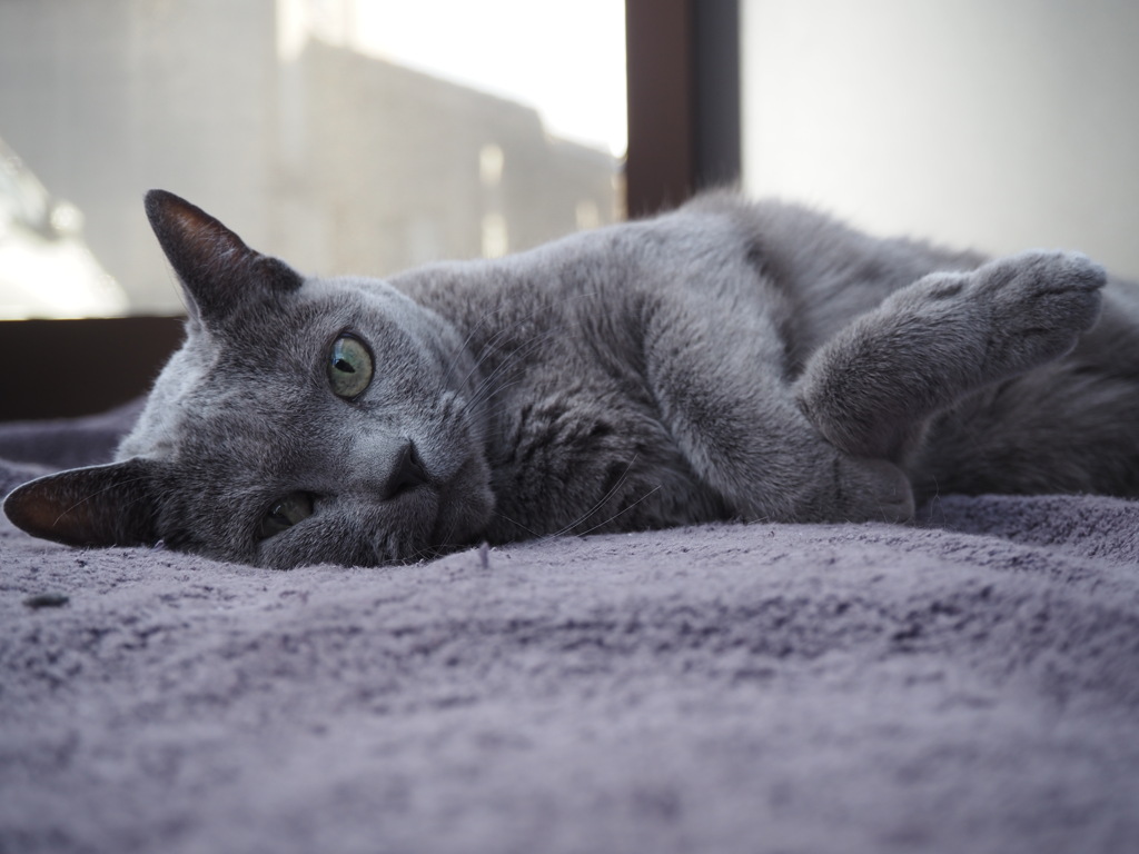 猫