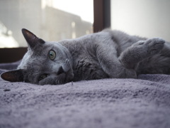 猫