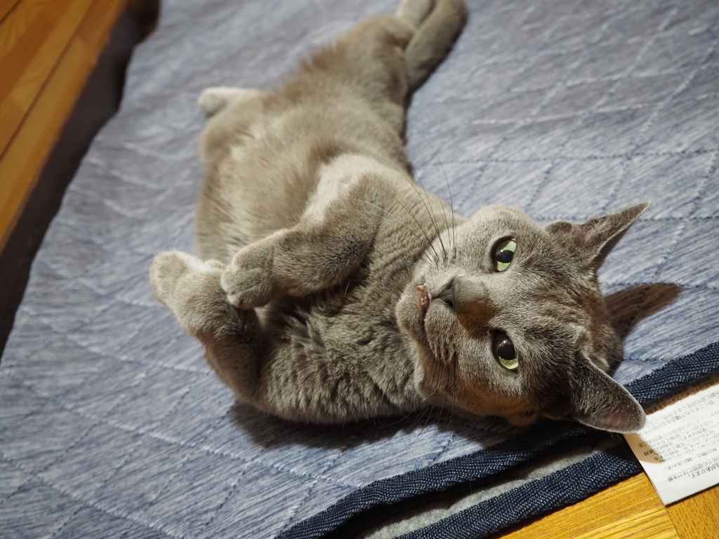 猫