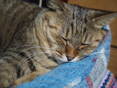 眠る猫