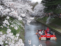 桜と川と舟