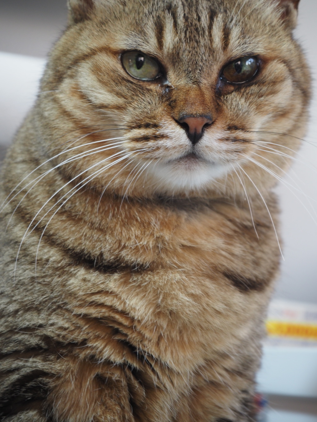 猫