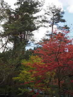 紅葉？