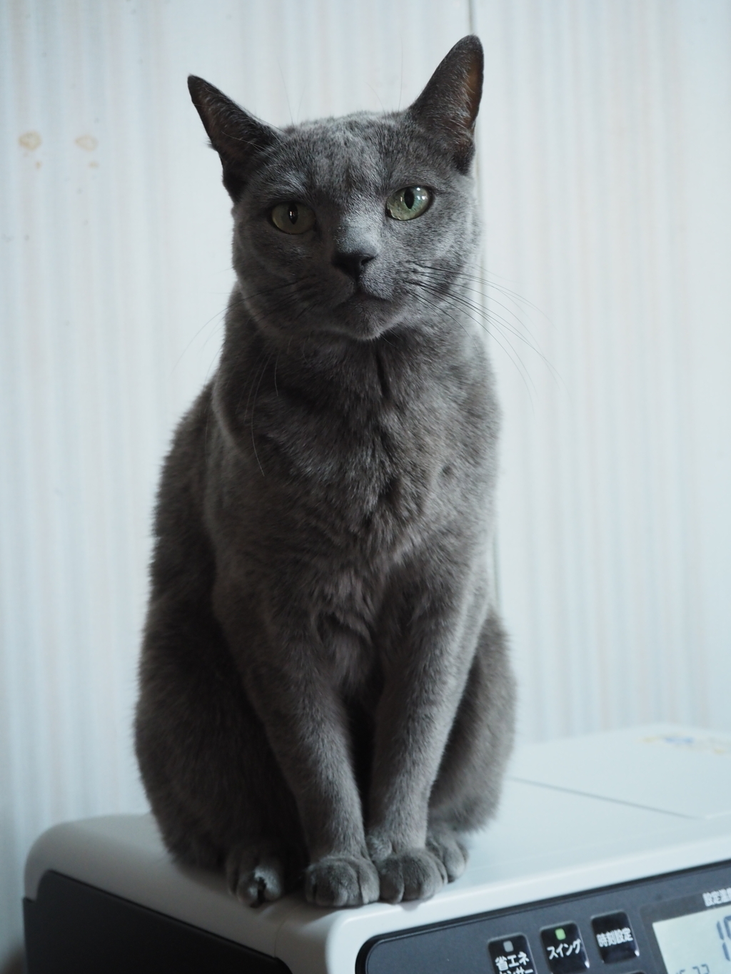 見つめる猫