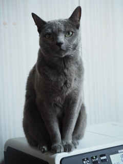 見つめる猫