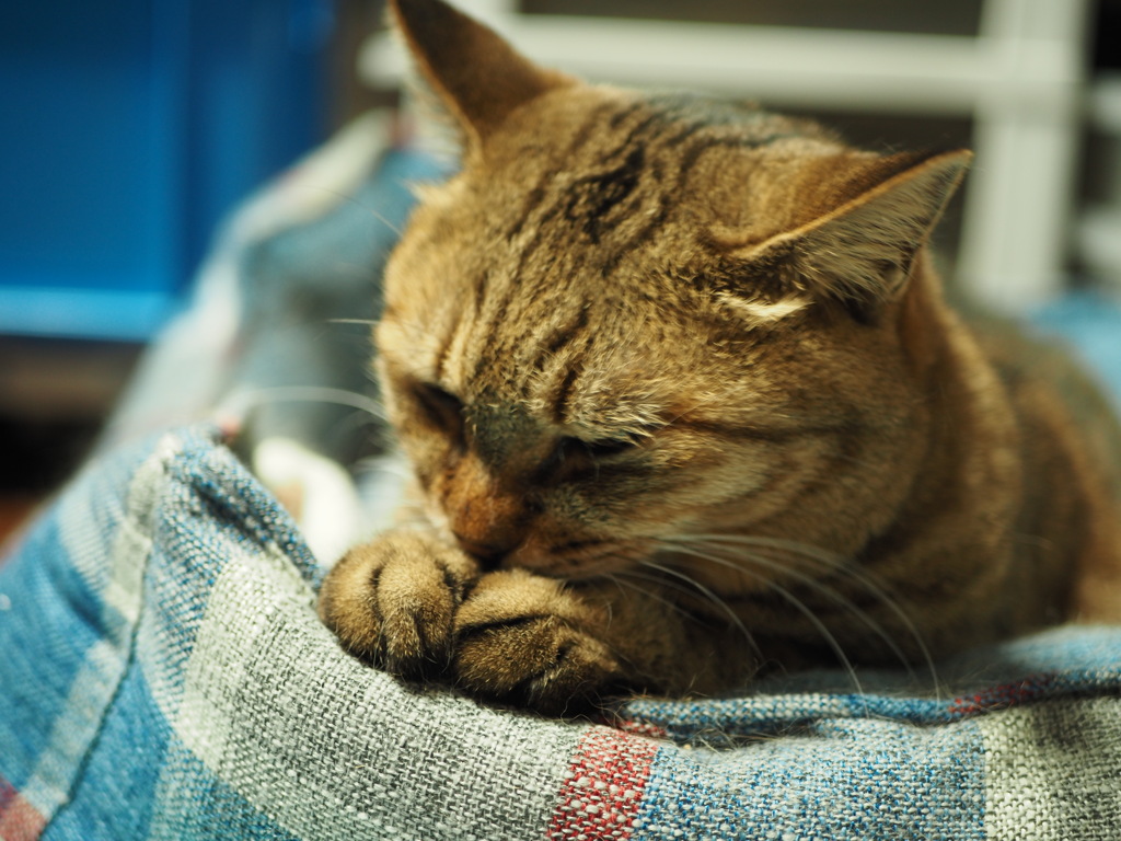 猫