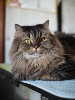 猫