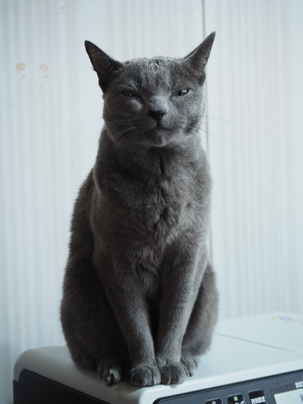 にらみつける猫