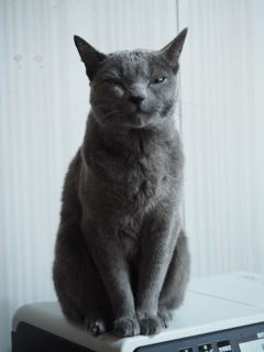 にらみつける猫