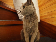猫の横顔