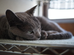 猫
