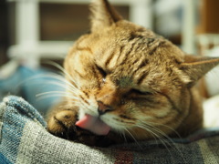 猫