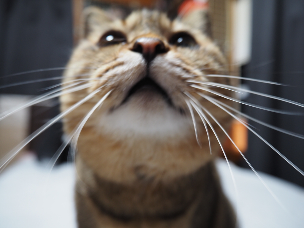 ブレの中のねこ