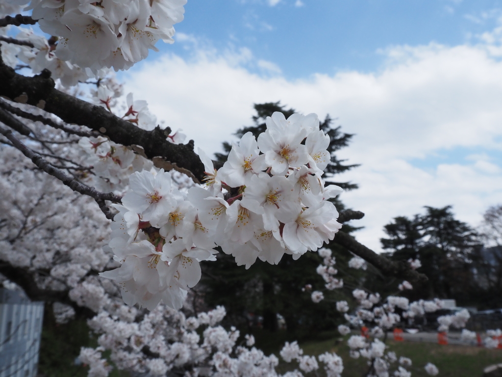 桜