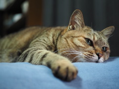 猫