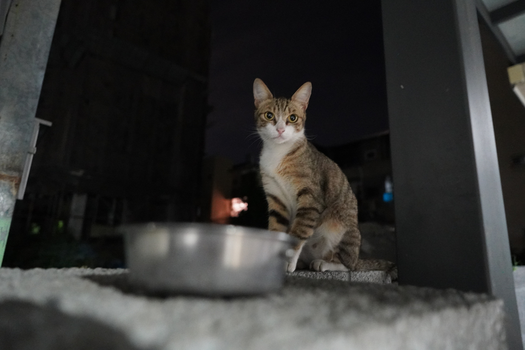 餌頂戴