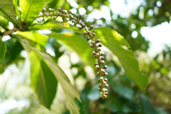 名の知らない植物