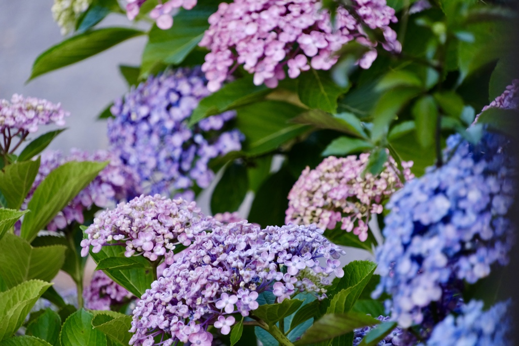 紫陽花