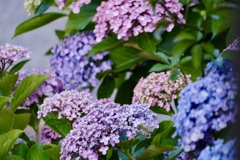 紫陽花