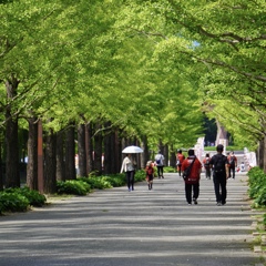 並木道