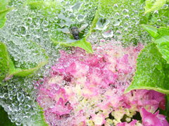 バブルin紫陽花