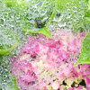 バブルin紫陽花