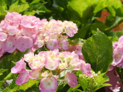 紫陽花（ハイドランジア）