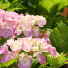 紫陽花（ハイドランジア）