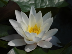 純白
