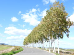 白樺並木