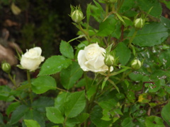 DSCN0017