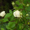 DSCN0017