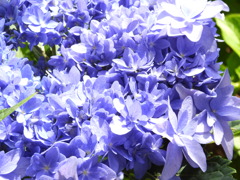 紫陽花（ブルースカイ？）